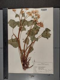 Caltha palustris image