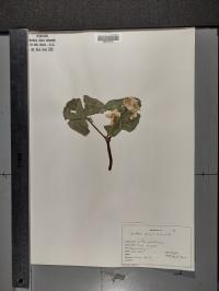 Caltha palustris image