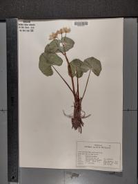 Caltha palustris image