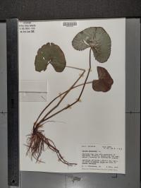 Caltha palustris image