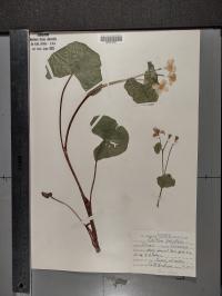 Caltha palustris image