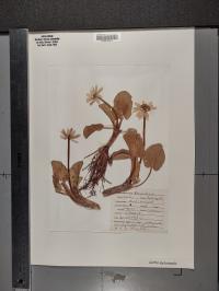 Caltha leptosepala image