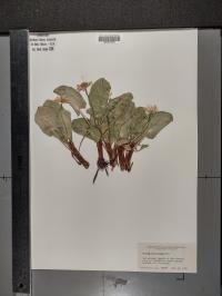 Caltha leptosepala image