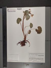 Caltha palustris image