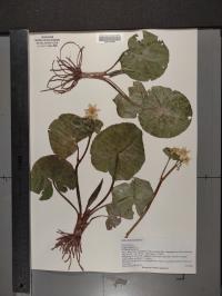 Caltha palustris image