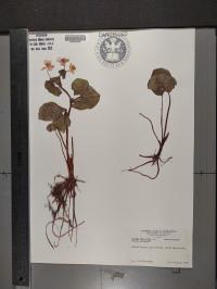 Caltha palustris image