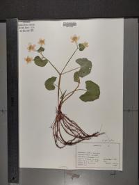 Caltha palustris image