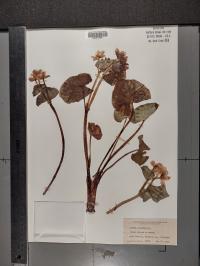 Caltha palustris image