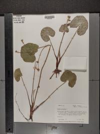 Caltha palustris image