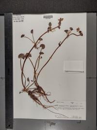 Caltha palustris image