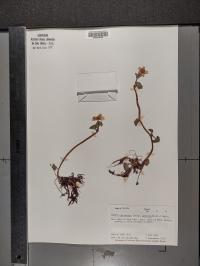 Caltha palustris image