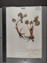 Caltha palustris image