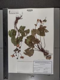 Caltha palustris image
