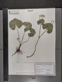 Caltha palustris image