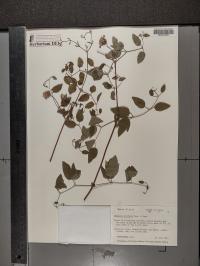 Clematis pitcheri image
