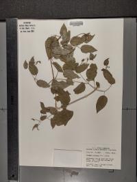 Clematis pitcheri image