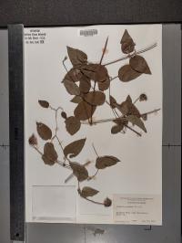 Clematis pitcheri image