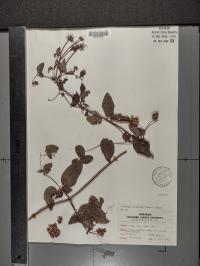 Clematis pitcheri image