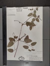 Clematis pitcheri image