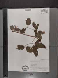 Clematis pitcheri image