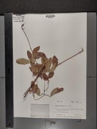 Clematis pitcheri image