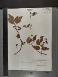 Clematis pitcheri image