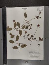 Clematis pitcheri image