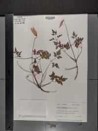 Clematis columbiana var. columbiana image