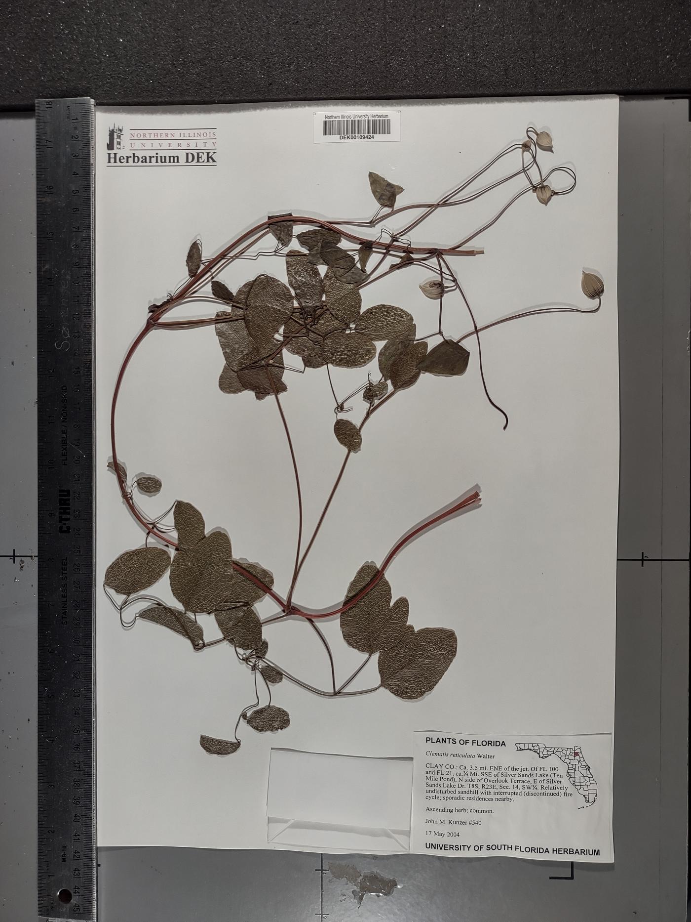 Clematis reticulata image