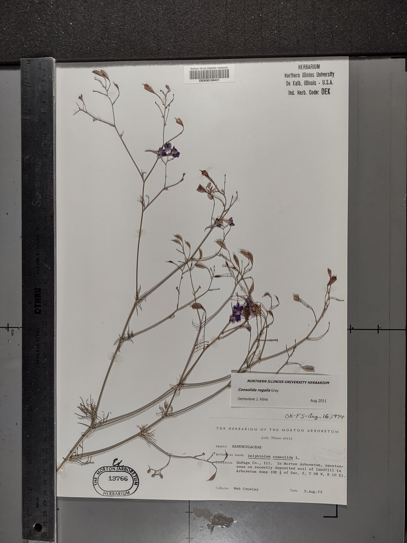 Delphinium consolida image