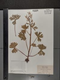 Delphinium tricorne image
