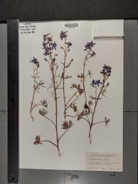 Delphinium nuttallianum image