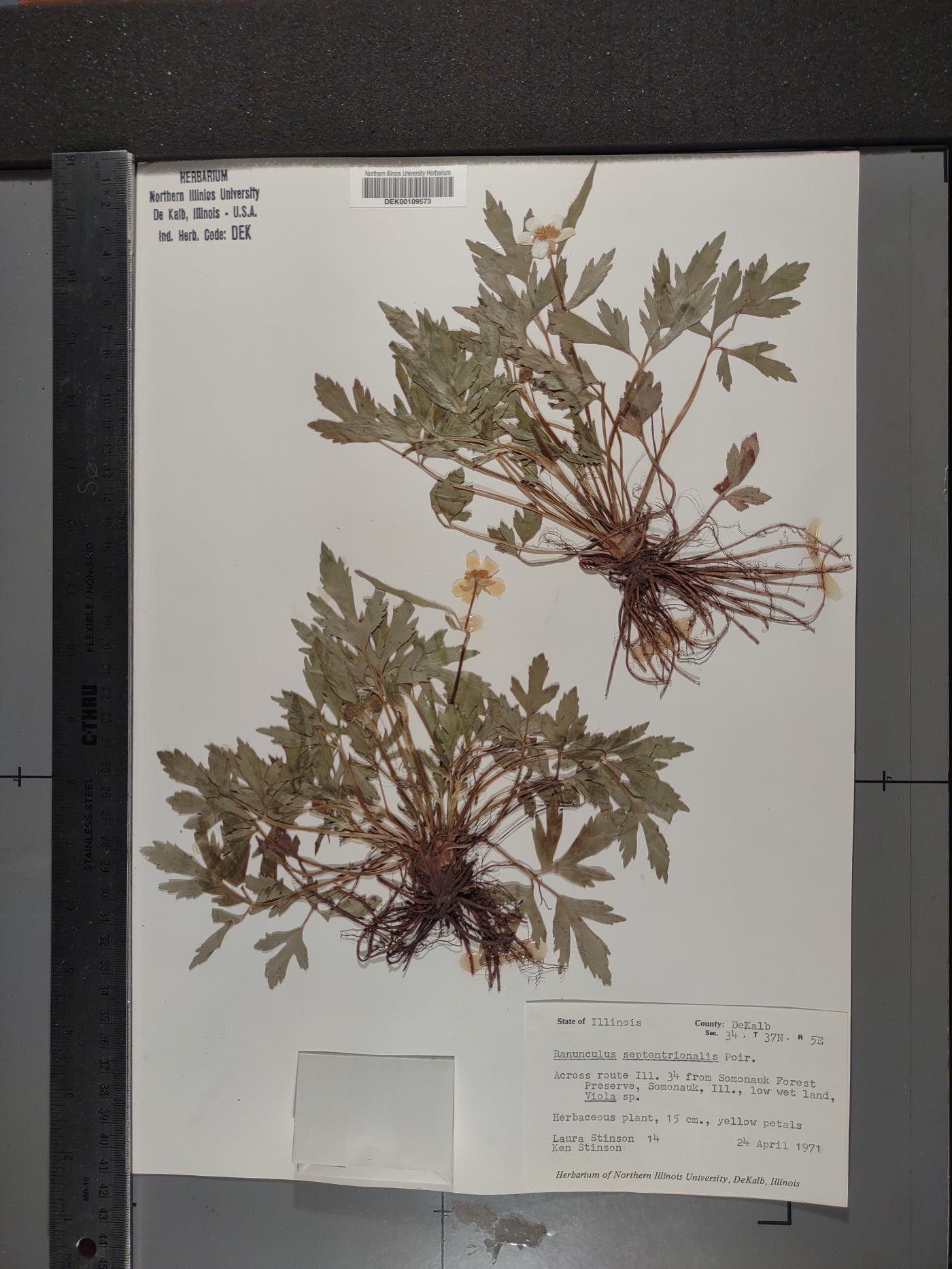 Ranunculus septentrionalis image
