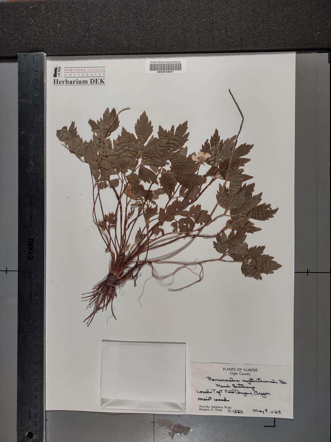 Ranunculus septentrionalis image