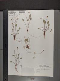 Ranunculus cymbalaria image
