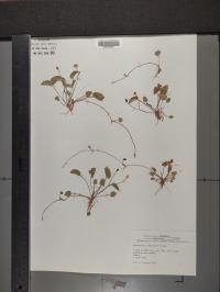 Ranunculus cymbalaria image