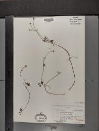 Ranunculus repens image