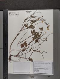Ranunculus repens image