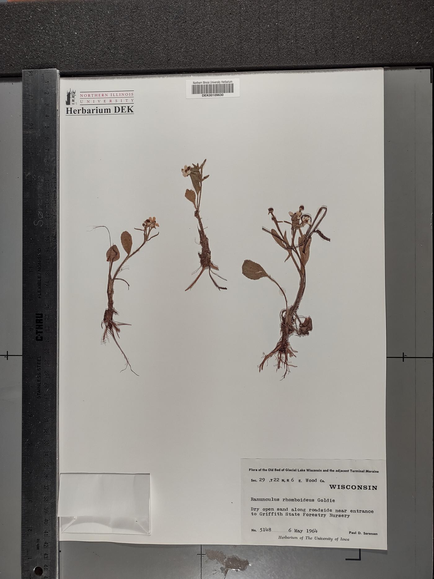 Ranunculus rhomboideus image