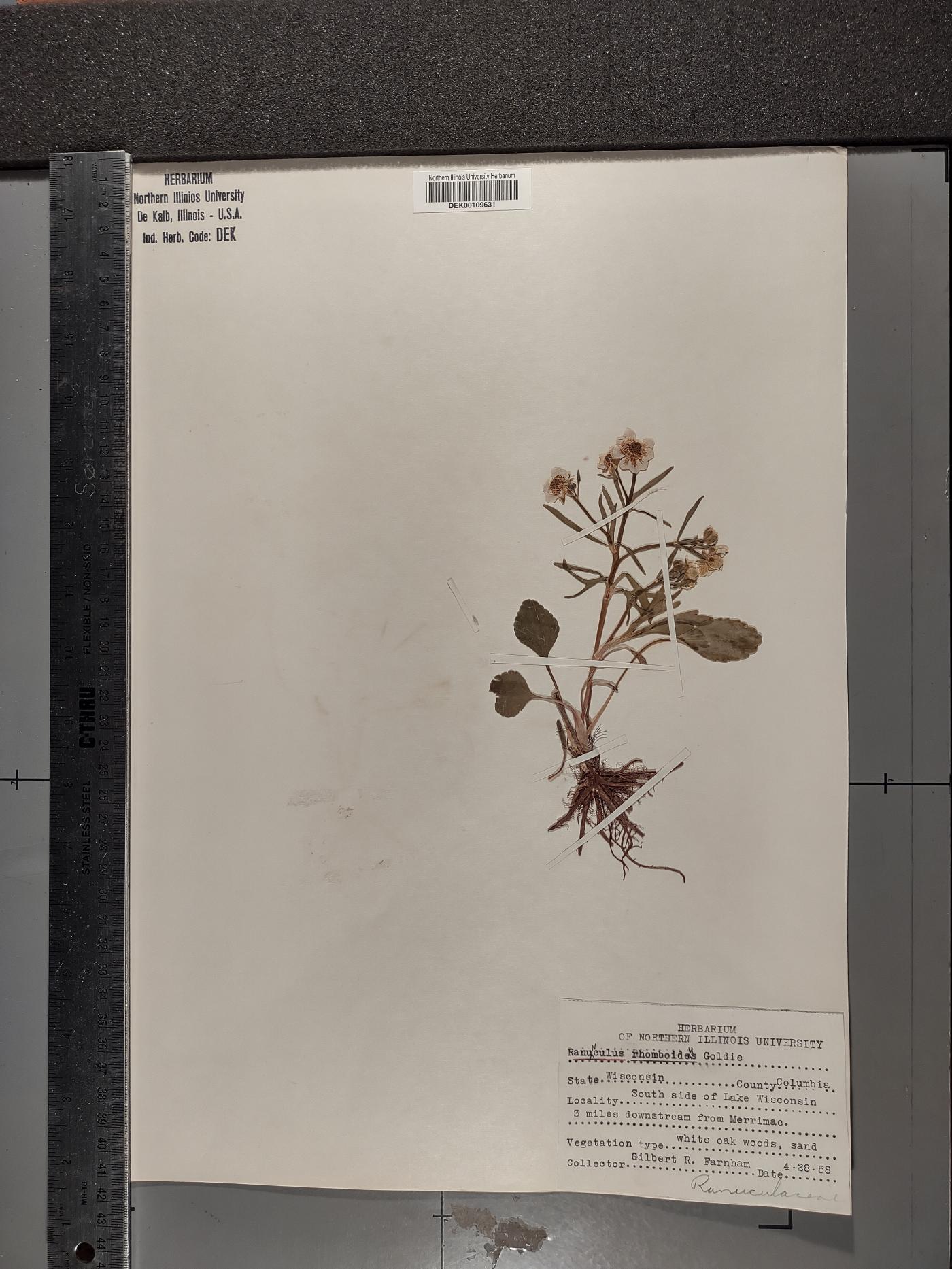 Ranunculus rhomboideus image