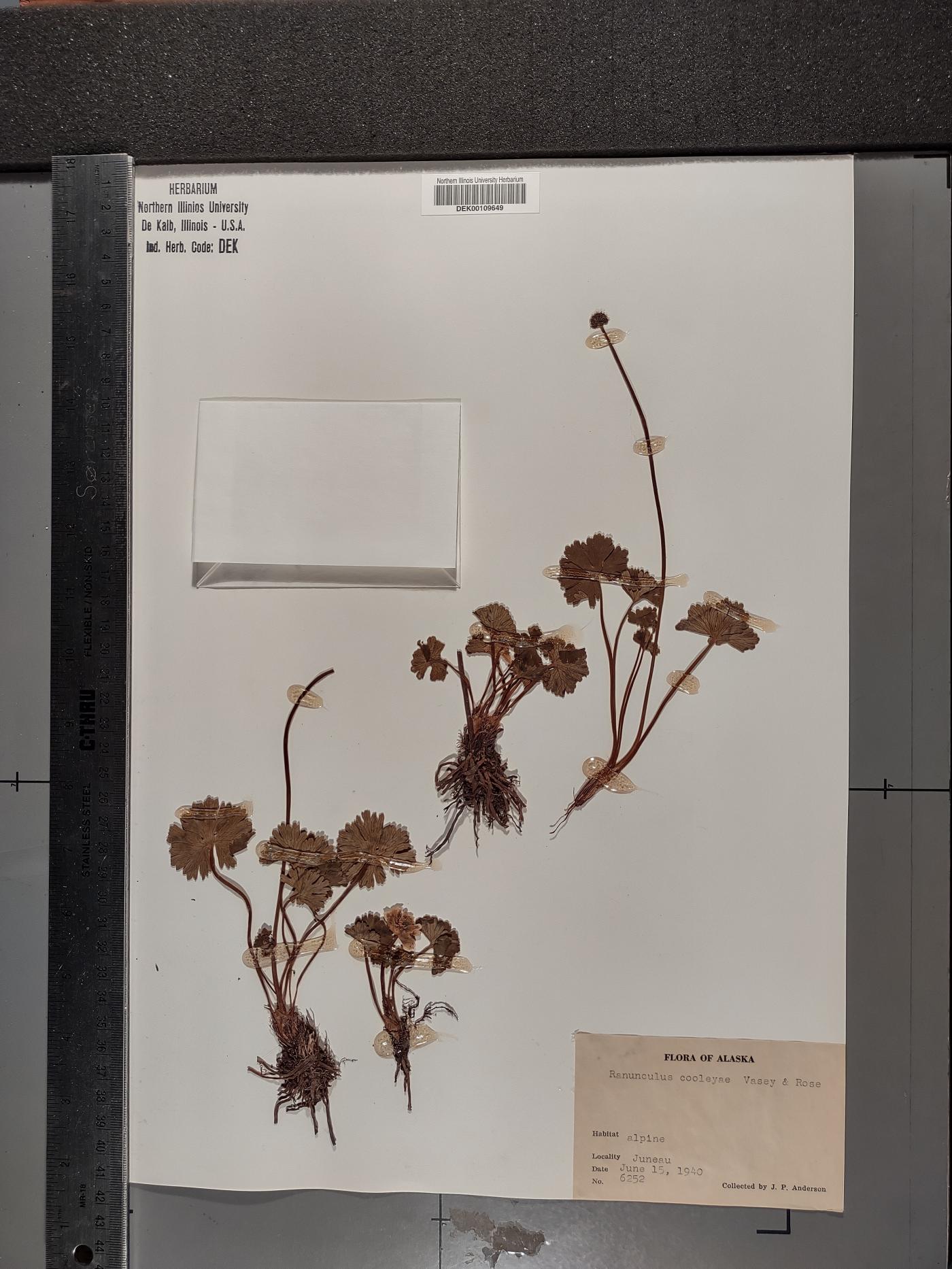 Arcteranthis cooleyae image