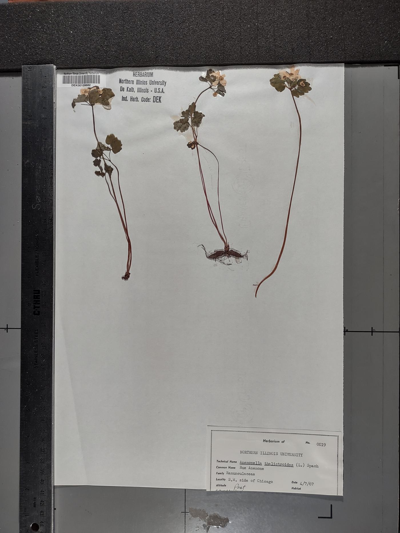 Anemonella thalictroides image