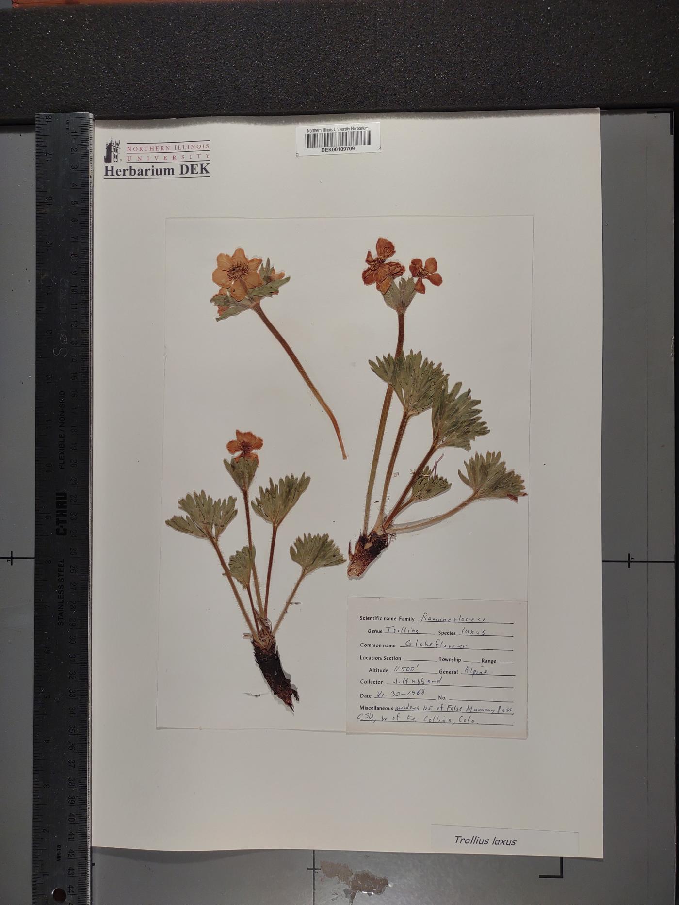 Trollius laxus image
