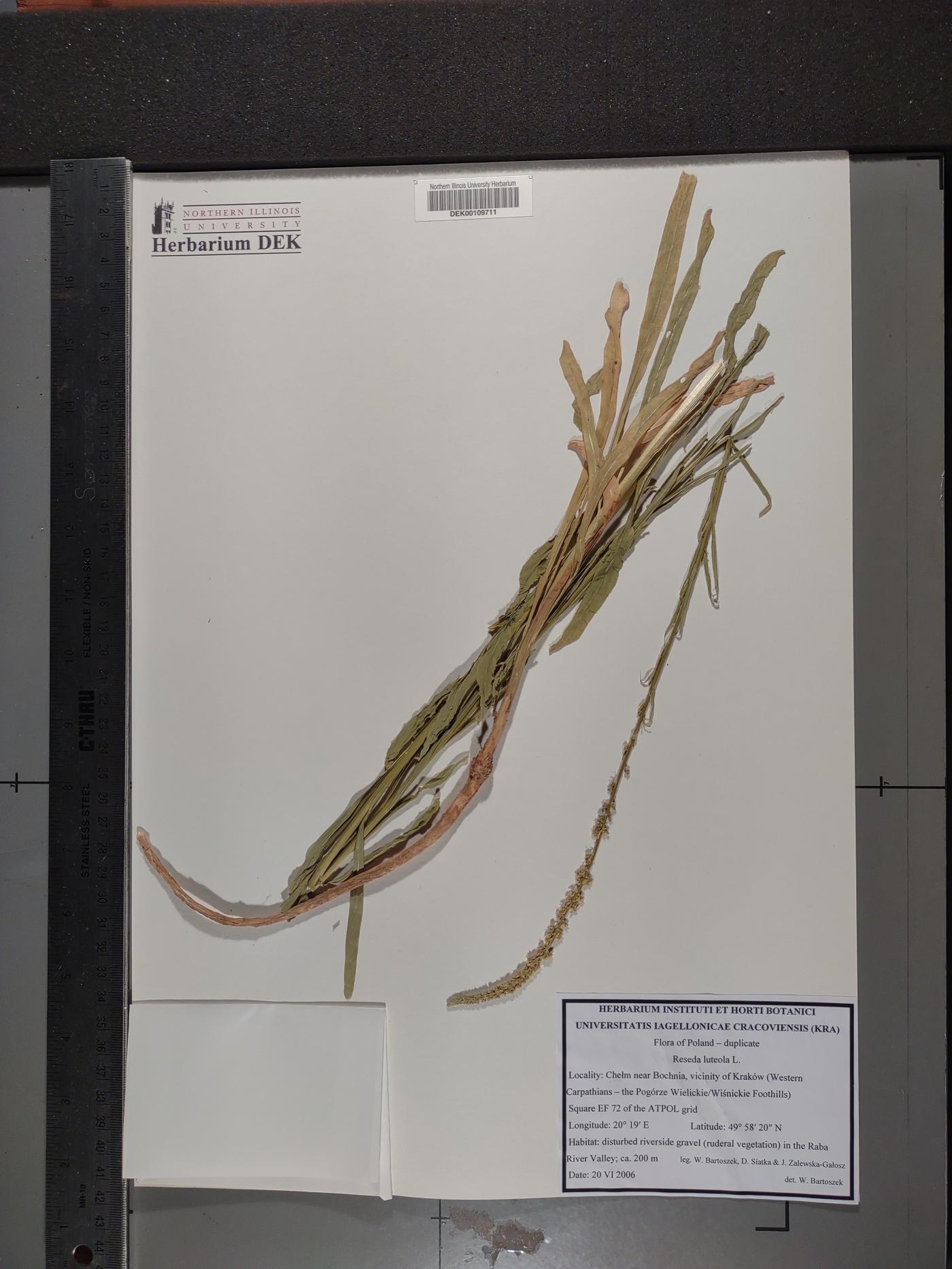 Reseda luteola image