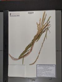 Reseda luteola image