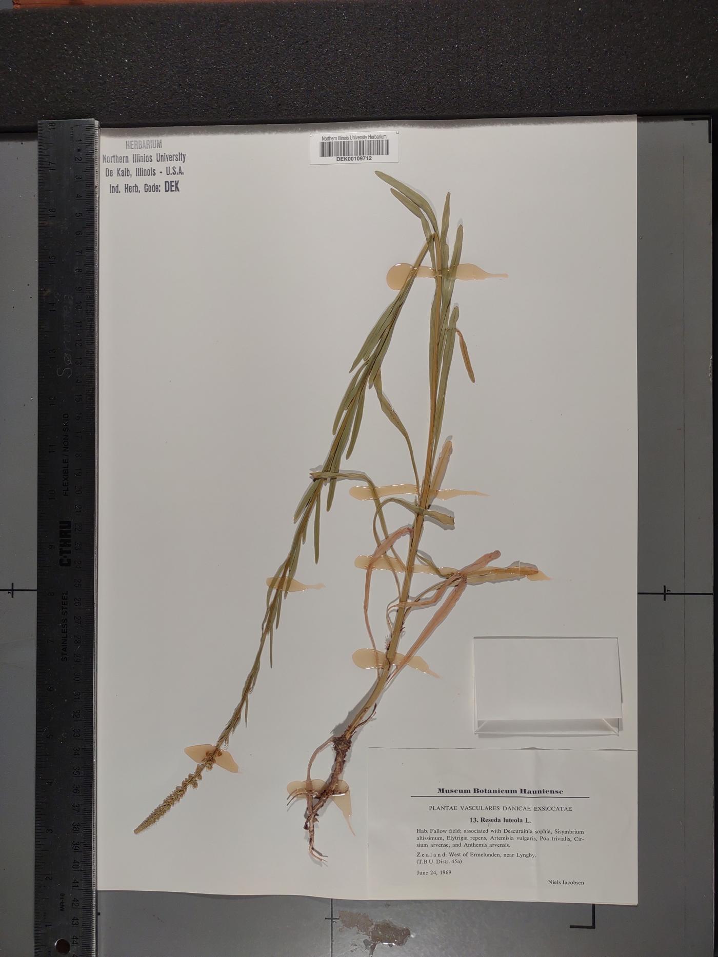 Reseda luteola image