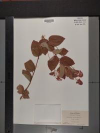 Ceanothus americanus image