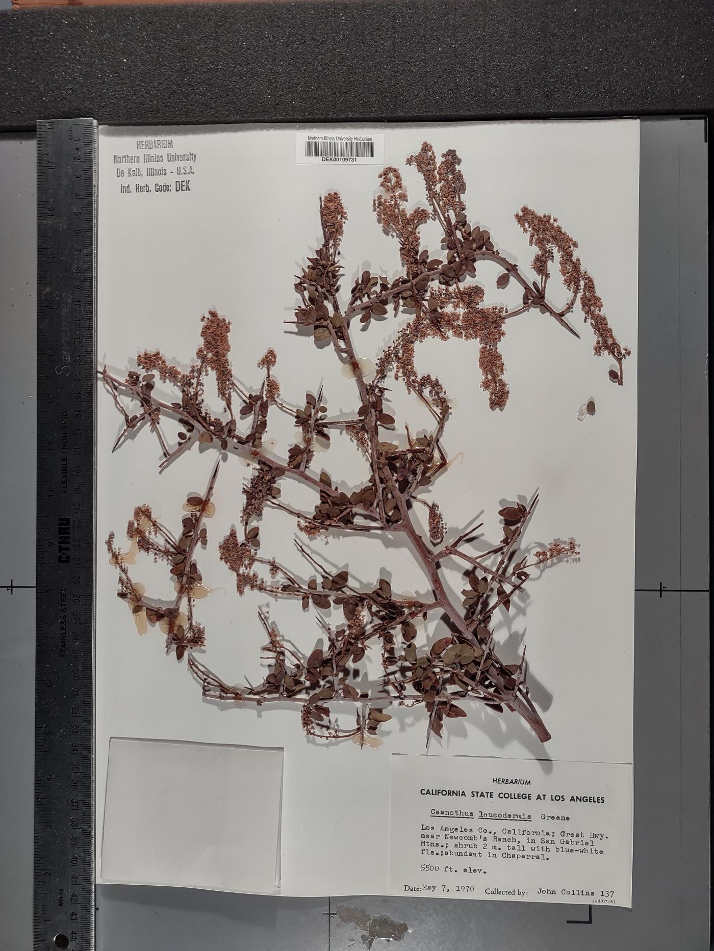 Ceanothus leucodermis image