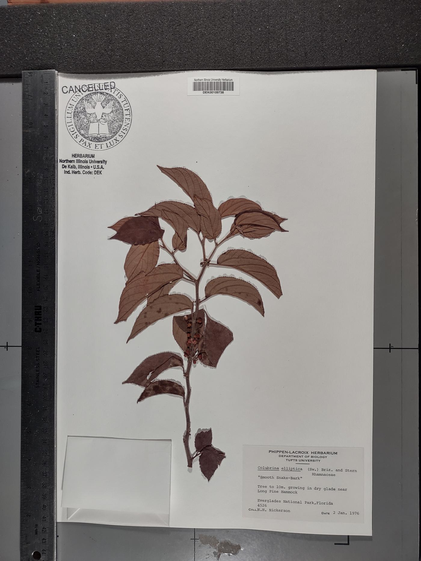 Colubrina elliptica image