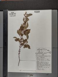 Colubrina elliptica image